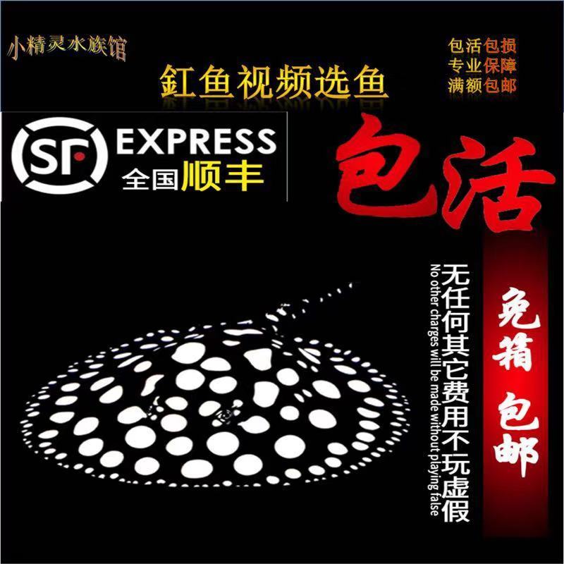 热带魟鱼活体小鱼苗魔鬼鱼片皇冠黑白太空黑帝黑金米克斯珍珠观赏在类目 宠物/宠物食品及用品, 水族世界, 鱼中 - 来自Buy2taobao.com提供专业的淘宝代购服务