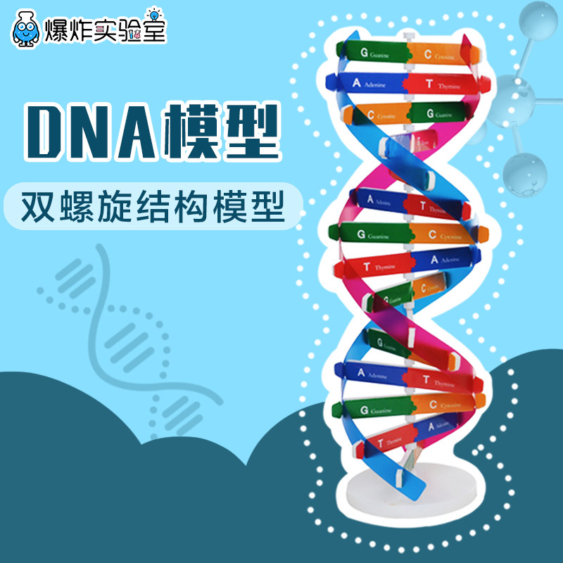 dna双螺旋结构模型儿童手工diy人体遗传基因小学生物科学实验玩具