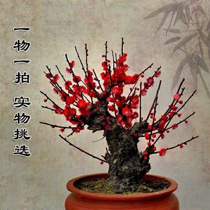 1香龙血树 香雪龙树是50种常见室内盆栽绿化植物之一,香雪龙树算作是