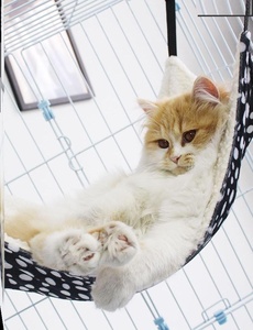 猫吊床落地窝窗台大猫用悬挂猫阳台吊床挂窝窗边猫睡觉吊床猫吊窝