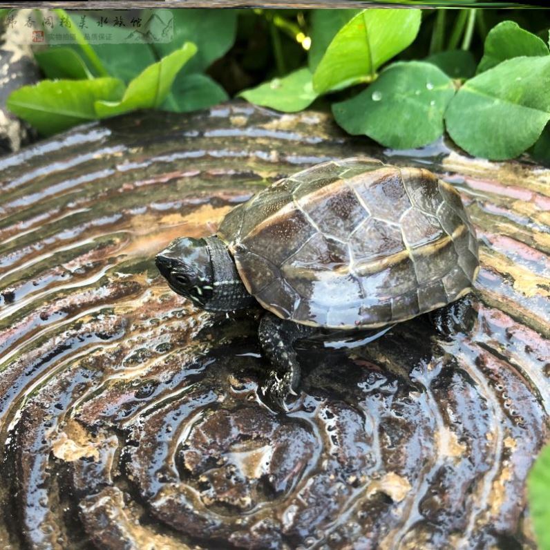 招财水龟深水活物淡水墨龟中华草龟苗双头乌龟宠物小稀有容易养活