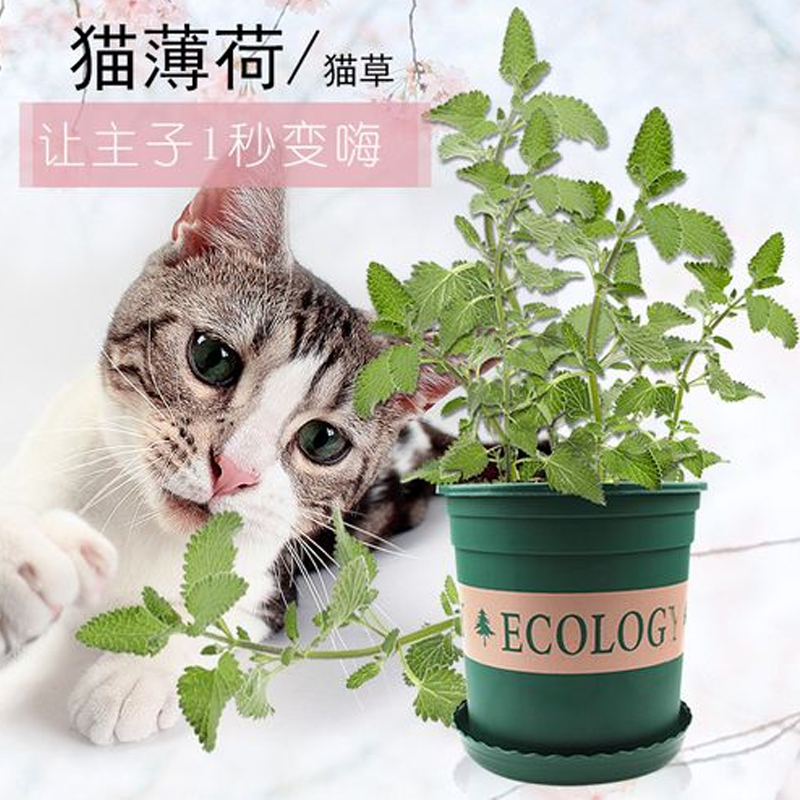 猫薄荷绿植种子盆栽狗兔子专用室内好养可食用宠物零食猫草植物