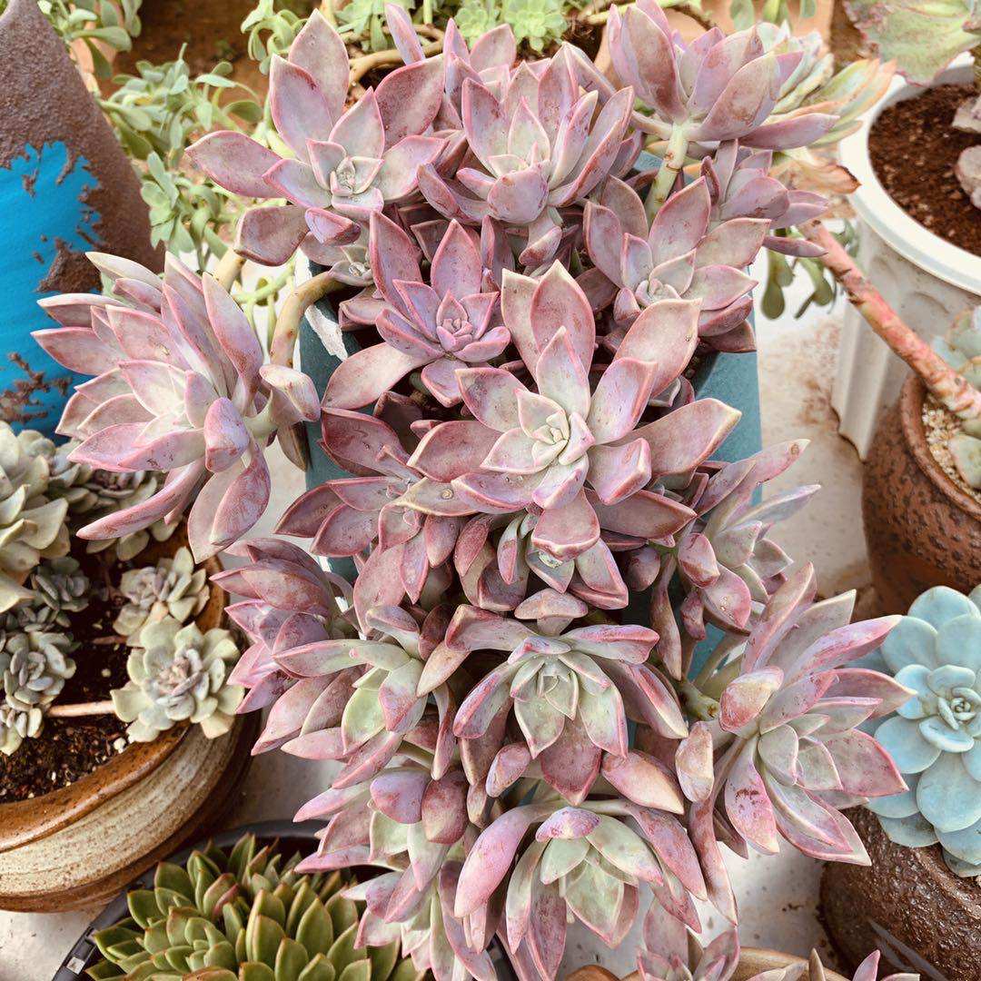 cc春城多肉直播专拍11号韩国初恋精品绿植多肉植物