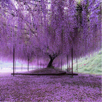 花藤植物苗爬藤