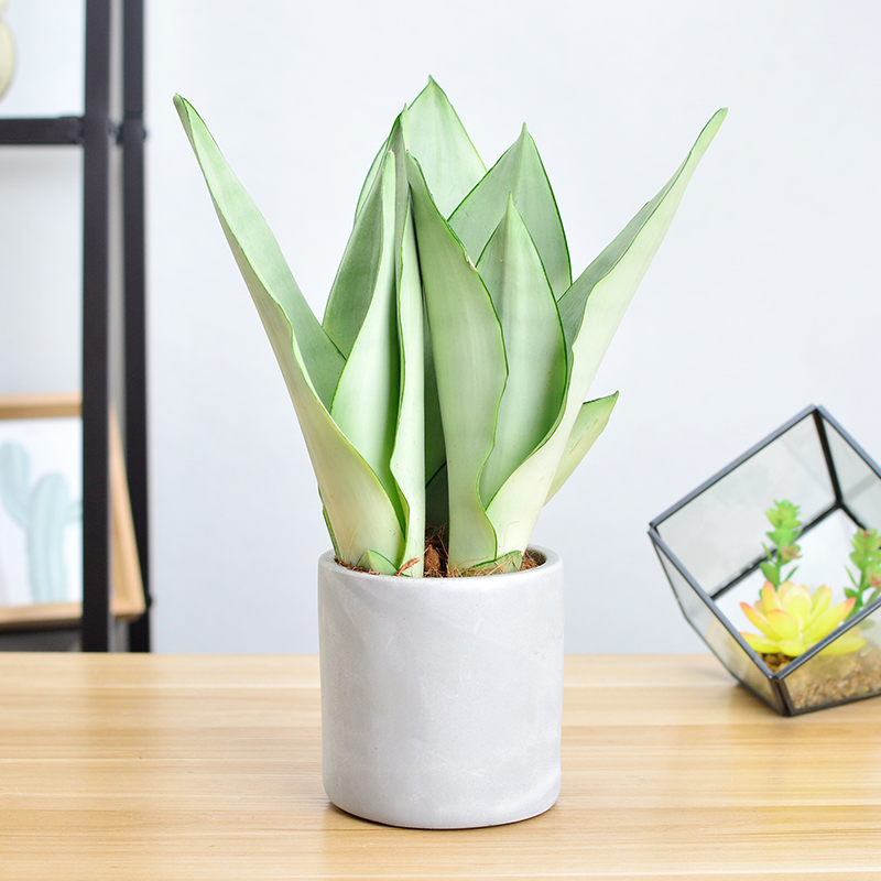 白玉虎皮兰桌面小盆栽水培花卉植物吸甲醛净化空气办公桌室内绿植