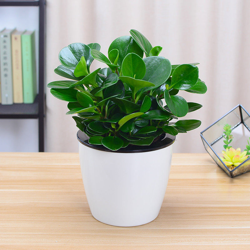 碧玉豆瓣绿绿植小盆栽花卉植物办公室内桌面盆景吸甲醛防辐射包邮