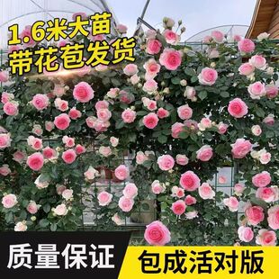 藤本月季花苗特大花浓香庭院植物室内花卉盆栽玫瑰爬藤蔷薇四季开