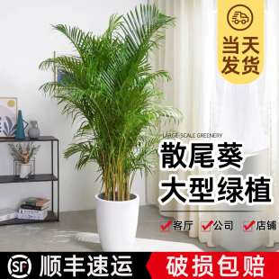 散尾葵植物客厅落地大型绿植室内盆栽吸甲醛办公室带盆好养凤尾竹