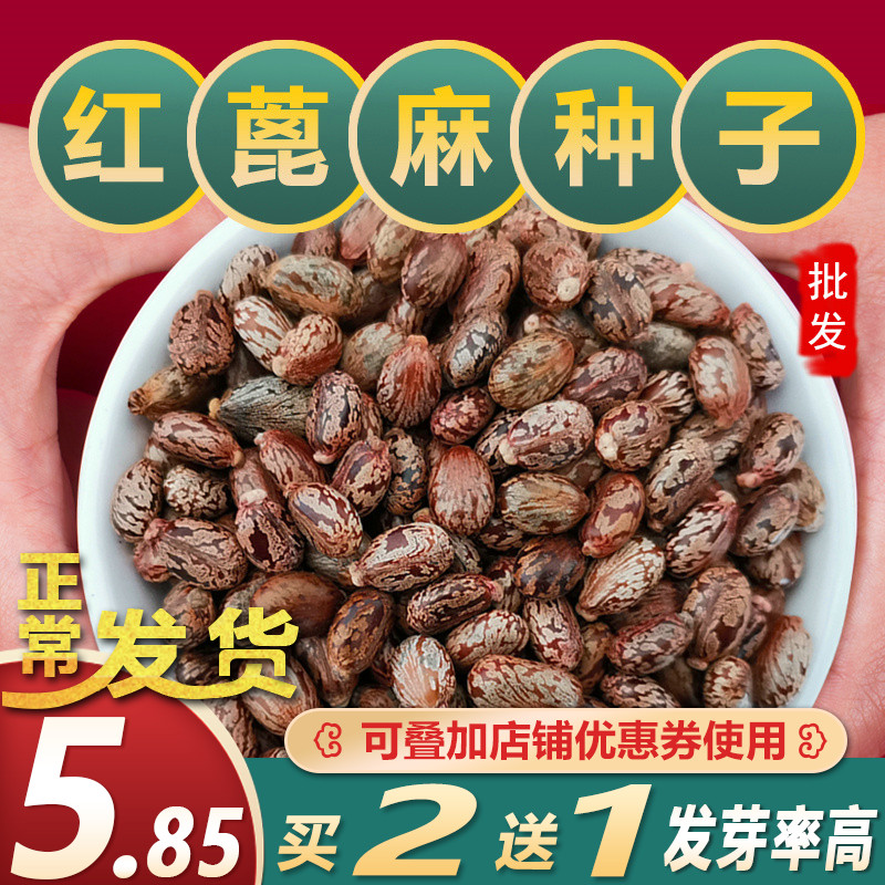 新鲜蓖麻子500g克包邮蓖麻仁中药材蓖麻籽种子饱满野生大蓖麻子油