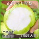 应季梨子新鲜安徽正宗砀山梨砀山青皮蜜梨新鲜自家现摘整箱包邮