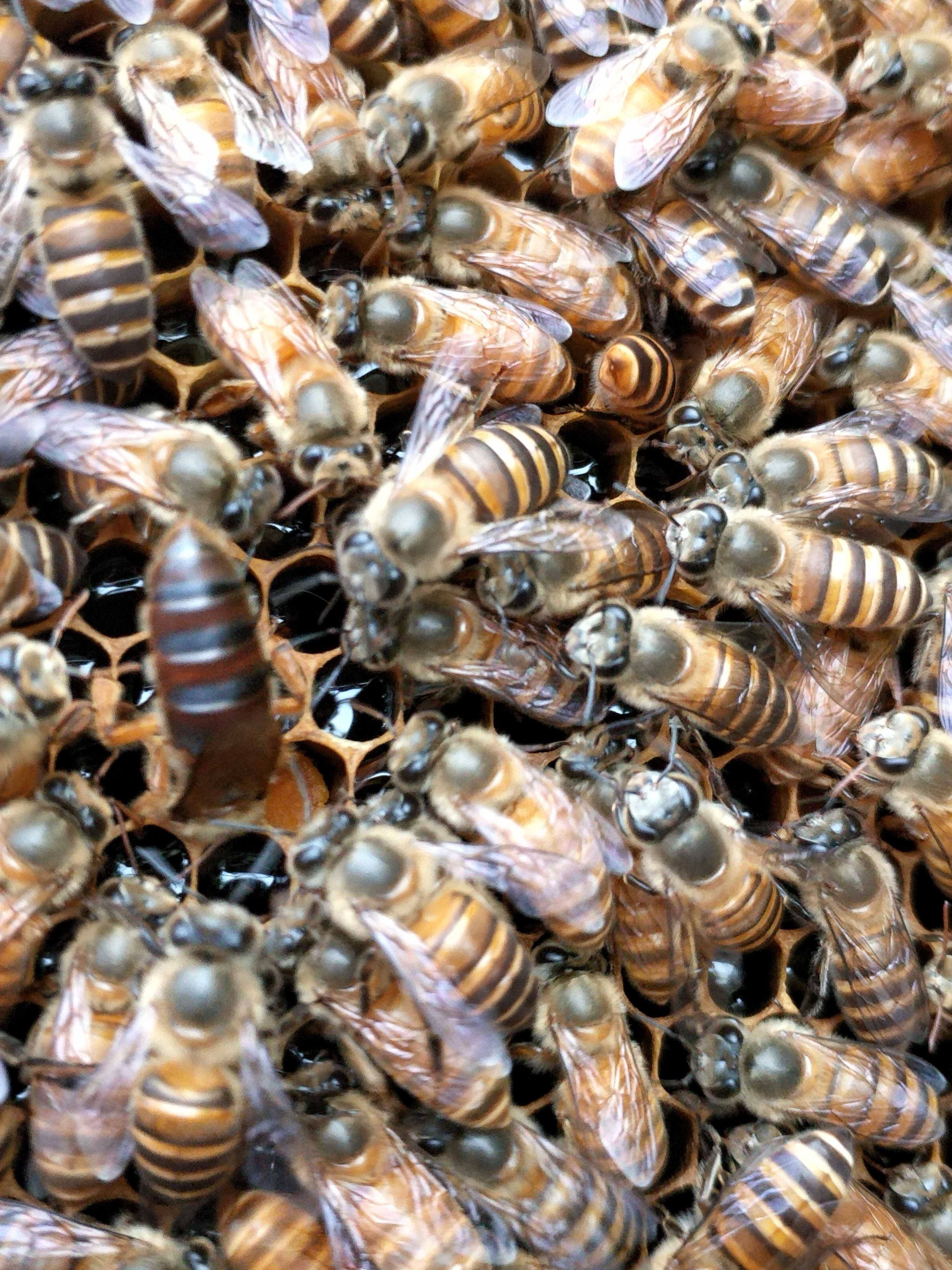 蜂王种王活体双色王阿坝王红背王开产王产卵王产子王中蜂蜜蜂蜂王