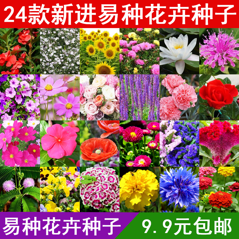 花卉种子四季阳台盆栽花草鲜花绿植种籽虞美人睡莲薰衣薄荷凤仙花
