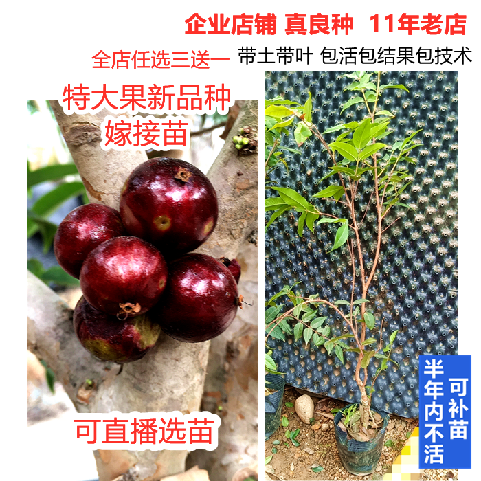 台湾新品种特大果巨红钻嘉宝果树苗嫁接苗树葡萄苗南方盆栽地栽