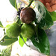 新品种 巧克力布丁果黑柿高档嫁接苗南方北方果树苗盆栽地栽