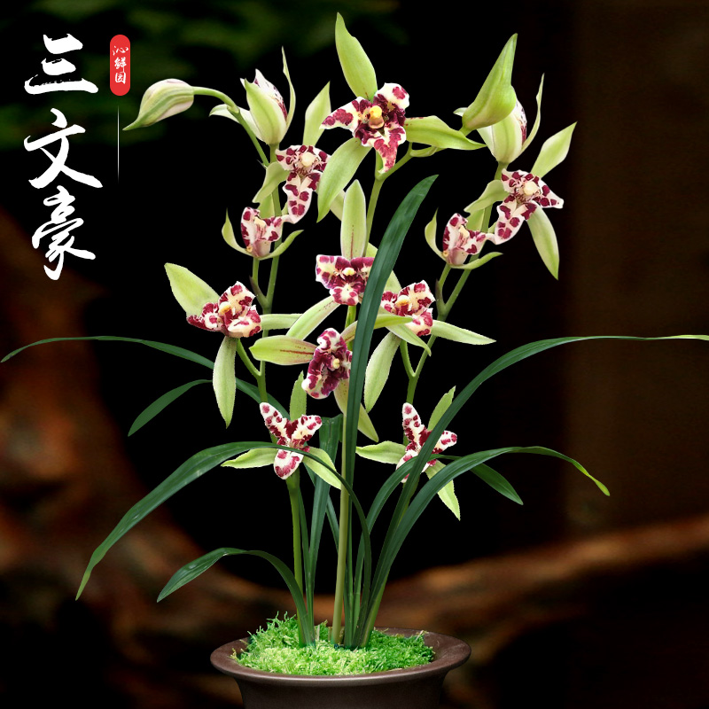 沁鮮園建蘭四季蘭花草三文豪四川名貴名品收藏花卉送禮植物在類目 鮮花速遞/花卉仿真/綠植園藝, 花卉/綠植盆栽(新), 花卉中 - 來自Buy2taobao.com提供專業的淘寶代購服務