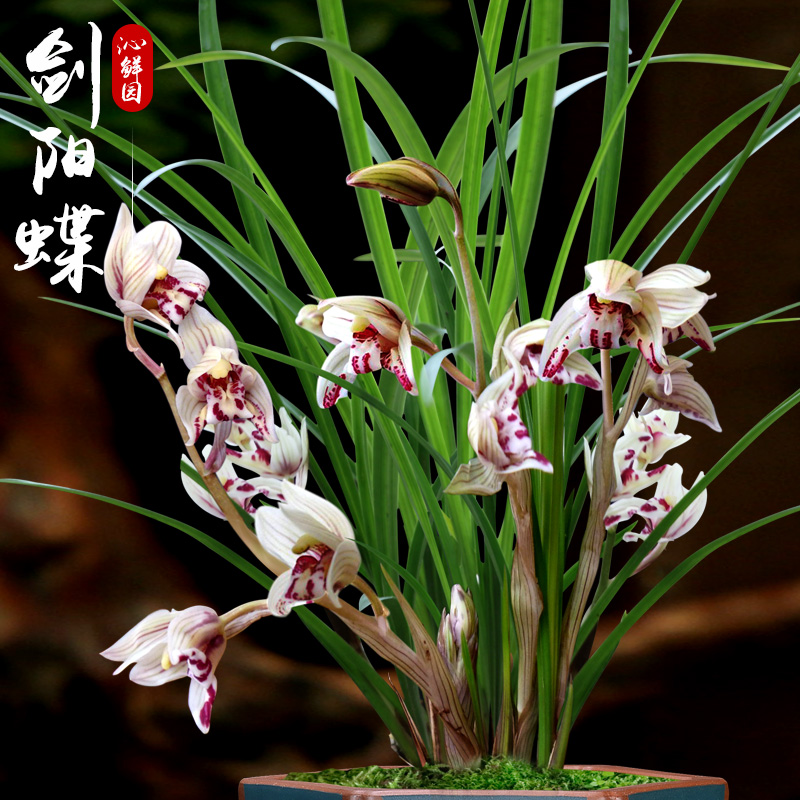 沁鲜园兰花盆栽植物莲瓣兰剑阳蝶室内绿植兰草花苗盆栽植物名贵花|ruв категории доставка цветов/цветок моделирования/растения садоводства, цветок/растения в горшках (новый), цветок - от Buy2taobao.com для оказания профессиональной услуги покупки агента Taobao