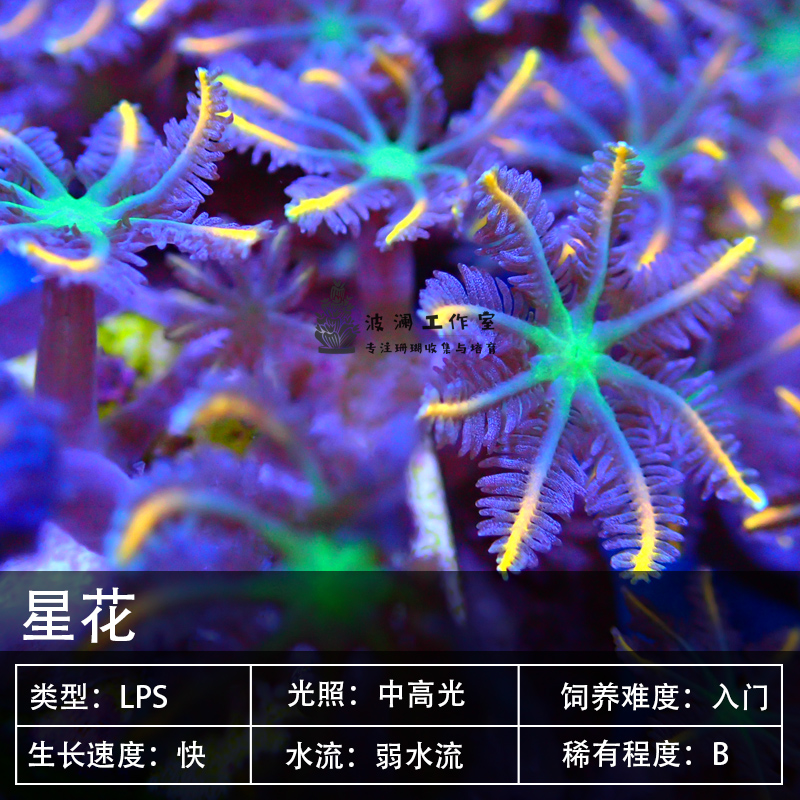 软体珊瑚越南金边大手星花顺丰包活珊瑚澳洲绿星花