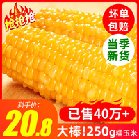 谷田记玉米糯玉米新鲜即食粘糯真空10棒减黏餐肥甜东北糯玉米现摘