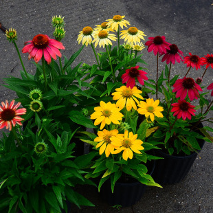 重瓣松果菊苗盆栽多年生耐寒耐热阳台庭院花镜植物花园宿根花卉