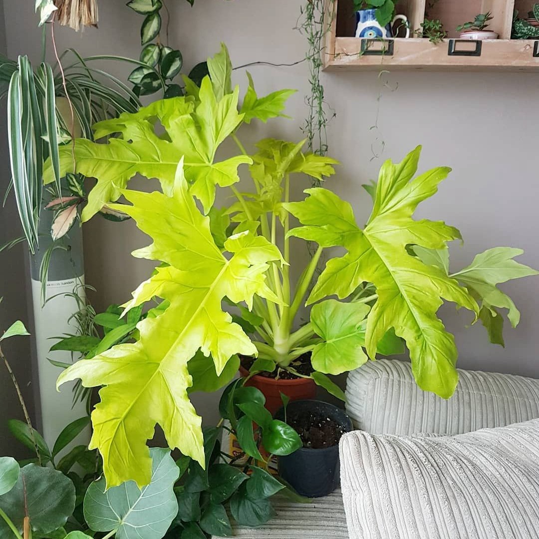 瓦萨维奇黄金春羽蔓绿绒进口室内外办公室网红观叶热带绿植物盆栽