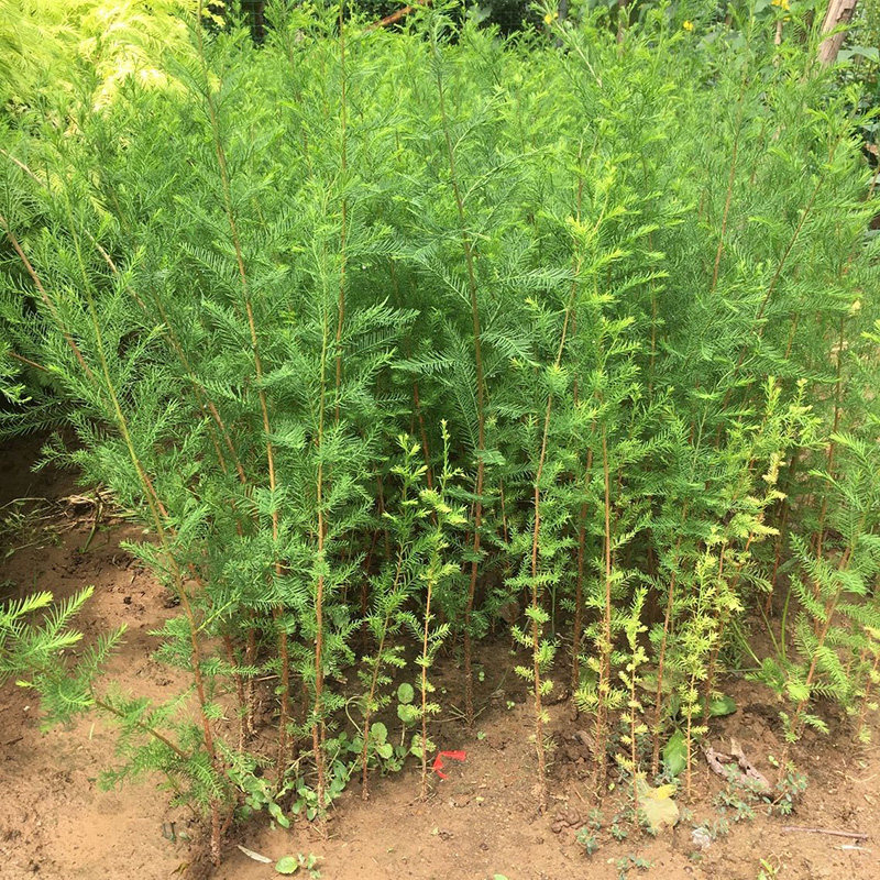 水杉树苗 水杉苗木 落羽杉红杉树苗室外柳杉 基地直销水杉苗