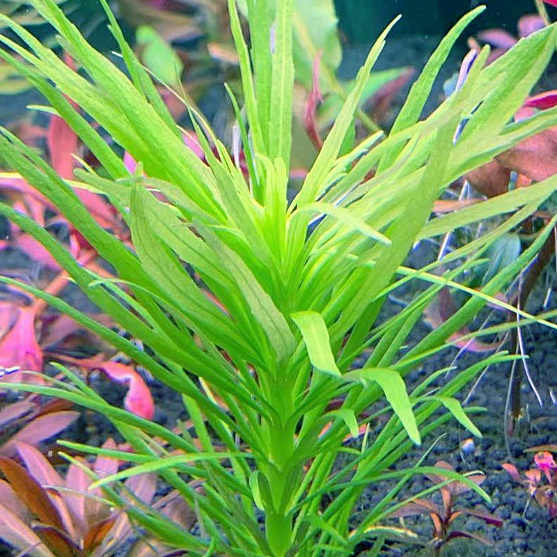 活体水草鱼缸造景草缸植物巴西百叶绿百叶水下叶水中叶