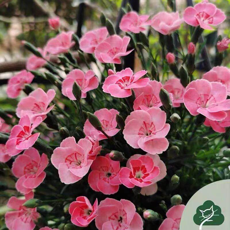 欧石竹花初吻庭院花盆栽耐寒耐热植物全年一直开花阳庭院草坪植物