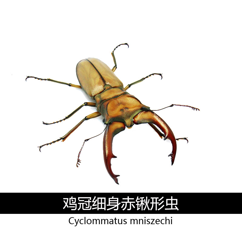 鸡冠细身赤锹形虫甲虫宠物活体独角兽花金龟大兜虫锹甲幼虫成虫