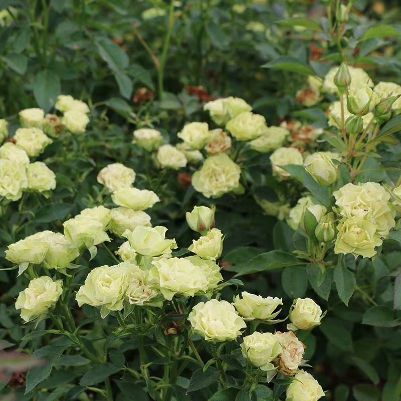 特价玫瑰花枝干_老花痴/绿音符/黄绿色月季玫瑰多头直立枝干无刺勤花