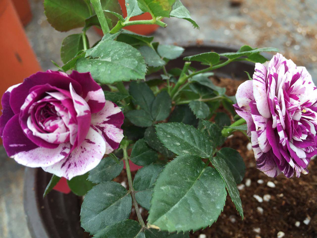 老花痴/芬芳宝石/芳香宝石/微型阳台月季多季勤开/抗病强/浓香