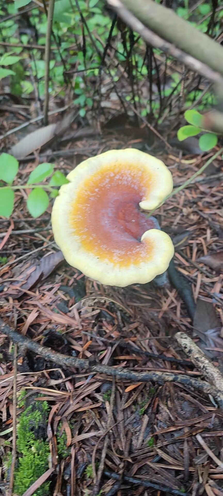 山猫云南山猫野生金边灵芝500克