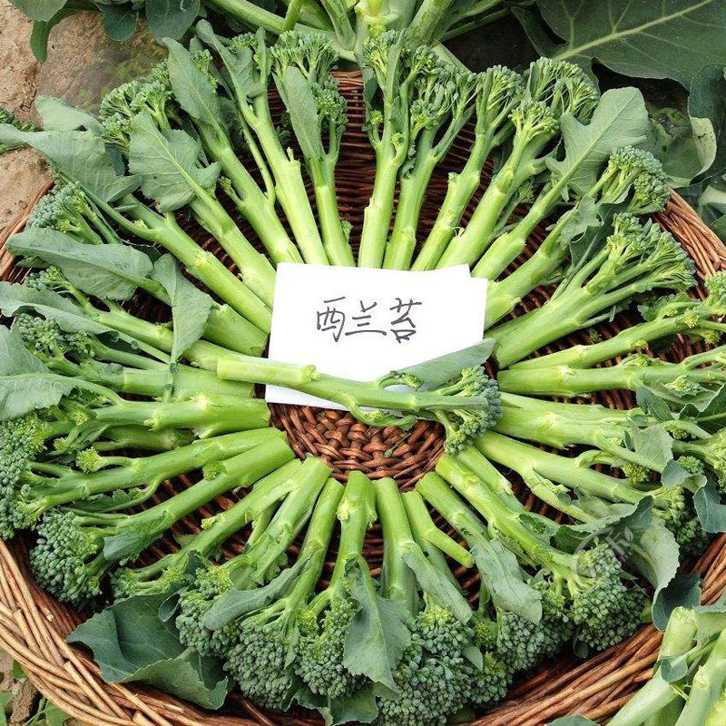 菜种优惠券-搜券网