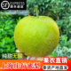 当季正宗上海奉贤庄行品种蜜梨翠冠青皮梨新鲜水果10斤顺丰包邮甜
