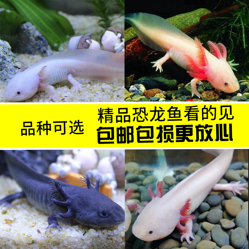 热销六角恐龙_六角恐龙鱼火龙鱼清道夫东方淡水冷水鱼四脚鱼观赏鱼