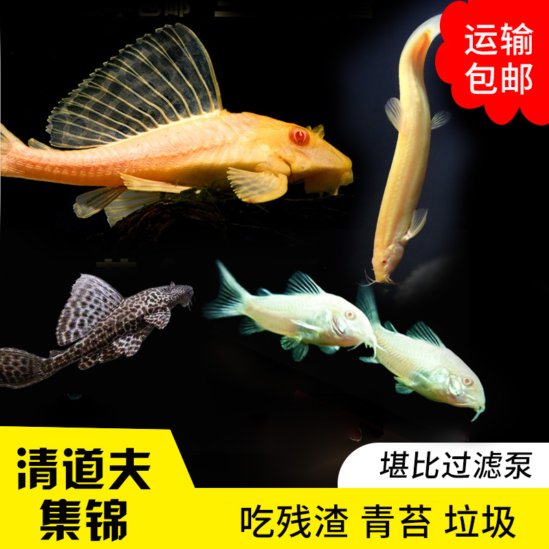 清道夫鱼胡子大帆鱼底栖除藻工具鱼鼠鱼清垃圾鱼异型鱼包邮在类目 宠物/宠物食品及用品, 水族世界, 鱼中 - 来自Buy2taobao.com提供专业的淘宝代购服务