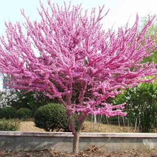 紫荆树苗室外花卉庭院别墅种植耐寒南方北方小区厂房道路绿化苗木