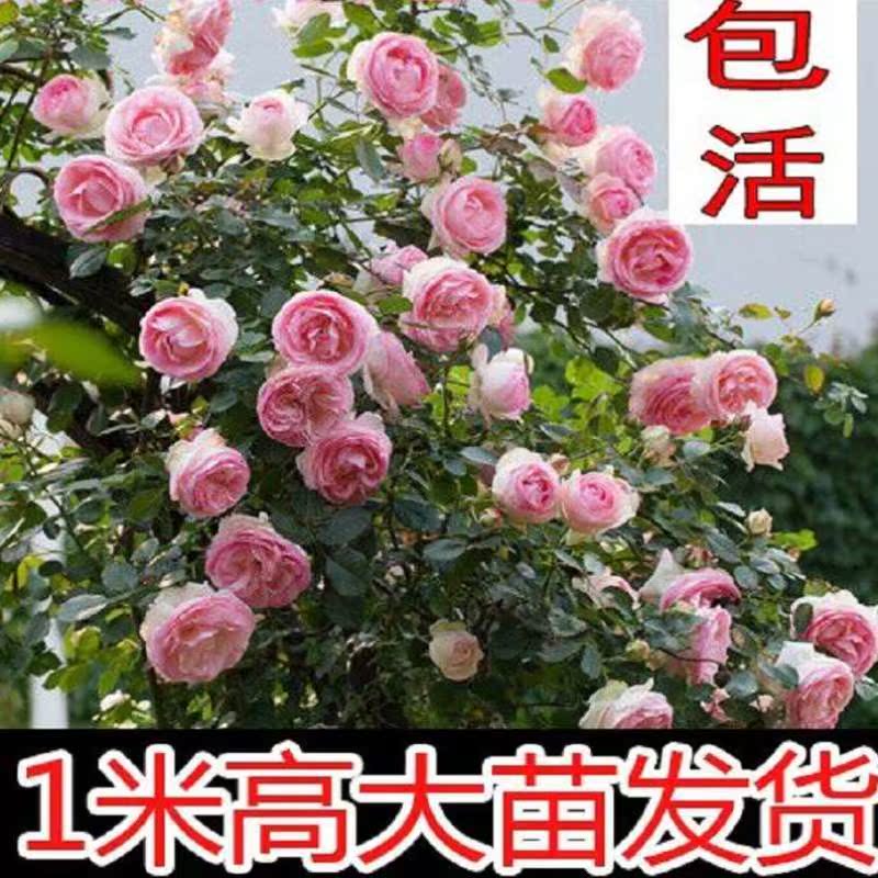 天狼月季莎士比亚2000花园庭院浓香花苗奥斯汀四季大花灌木玫瑰花
