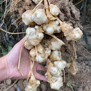 洋姜新鲜现挖即食甜姜菊芋咸菜特级鬼子姜不辣野生姜种苗嫩姜包邮
