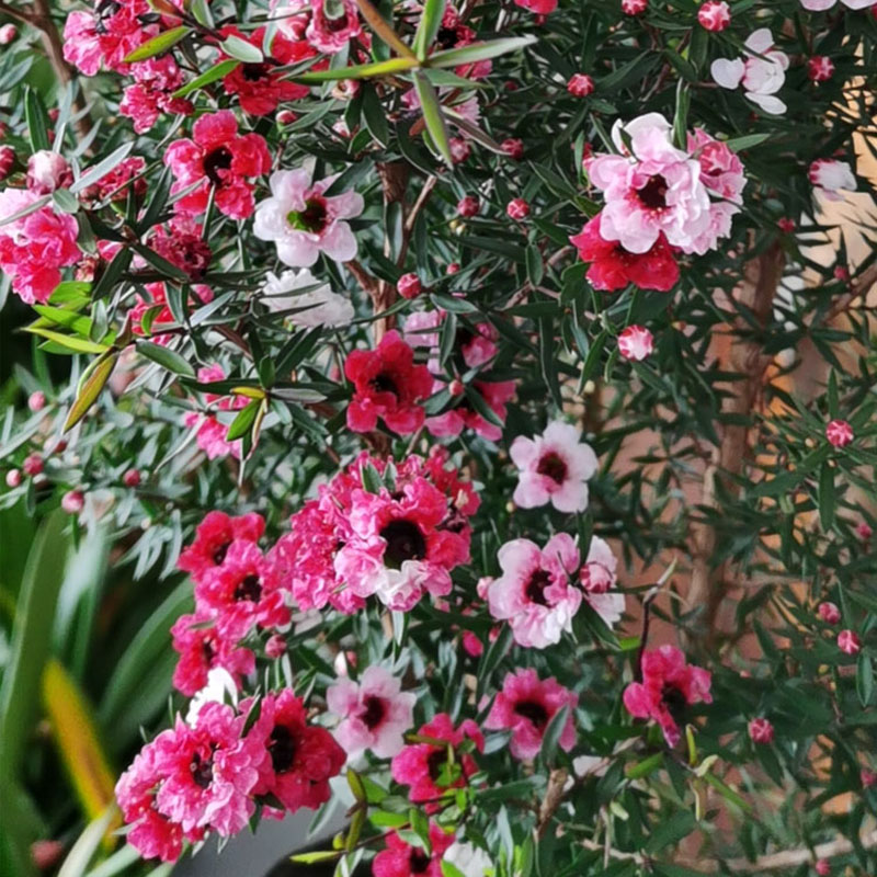 松红梅盆栽四季开花木本阳台庭院花园重瓣松雪梅好养耐寒花卉植物