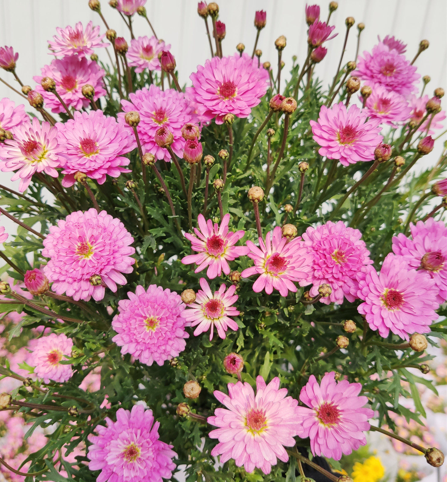 一折绣球花盆栽 四季_四季开花重瓣单瓣玛格丽特绣球花绿植易种植盆栽