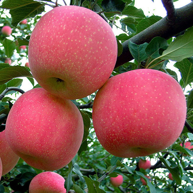 结果当年烟富10号苹果苹果树树苗地栽果树红富士果树