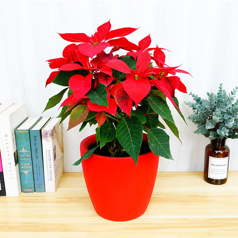 一品红圣诞花圣诞红绿植盆栽室内小绿植盆栽圣诞节日花卉红花气氛