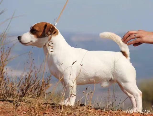 杰克罗素梗犬小型犬杰克罗素梗幼犬平毛刚毛活体猎梗猛犬太仓猎犬