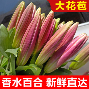 香水百合花鲜花云南直发昆明基地直批鲜切花水养插花花束速递同城