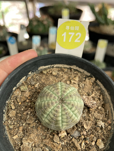 26实生欧系布纹球3cm