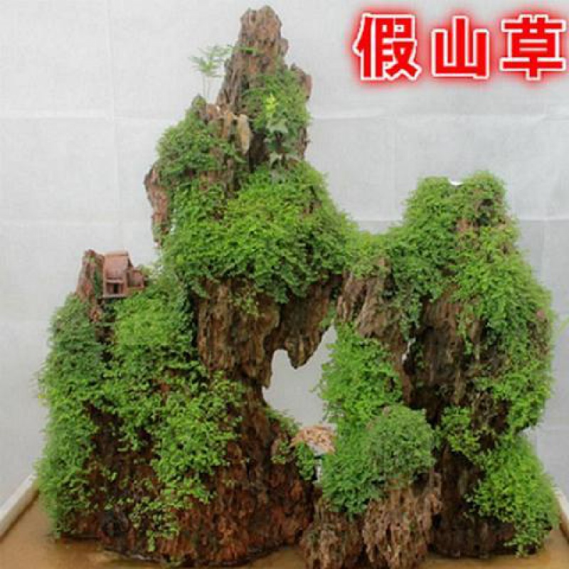 假山盆景植物微景观