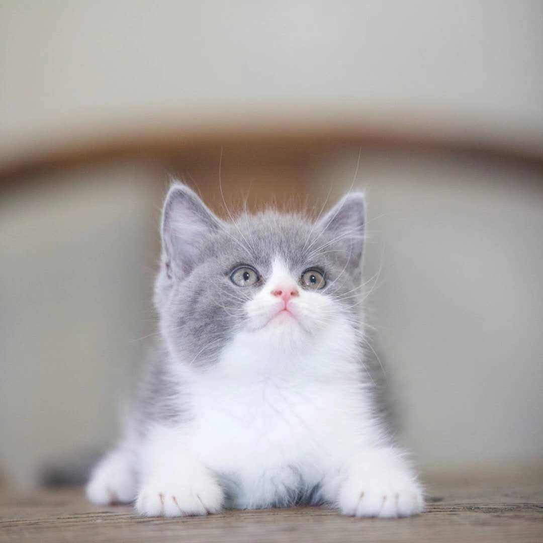 英短银渐层_英短蓝白幼猫蓝猫矮脚蓝白英短折耳银渐层猫咪活物小猫幼