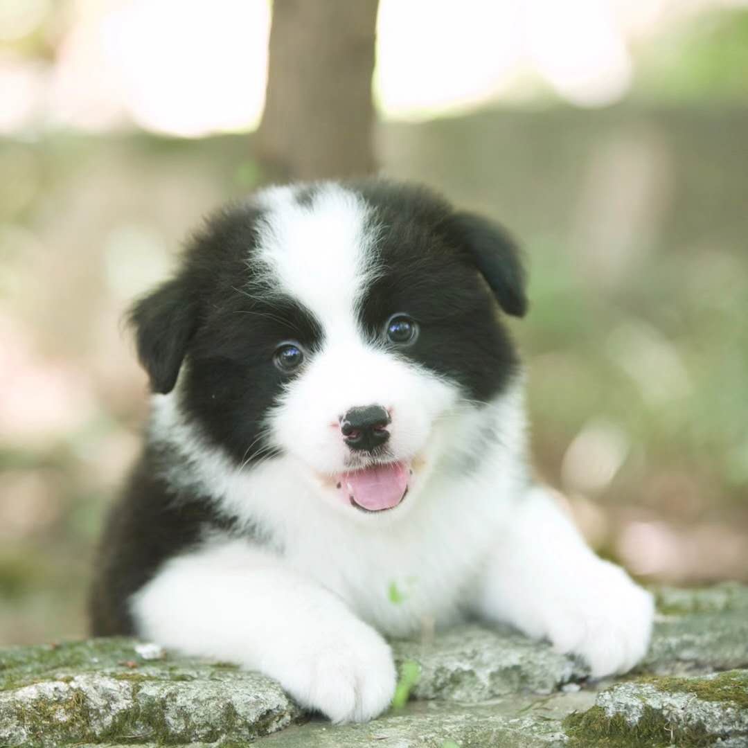 纯种边境牧羊犬幼犬活体边牧幼犬三通七白边境幼犬中型犬宠物狗狗