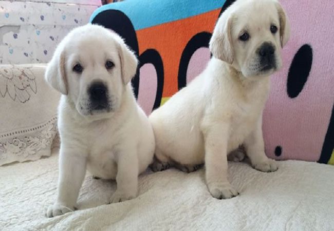 > 拉布拉多幼犬
