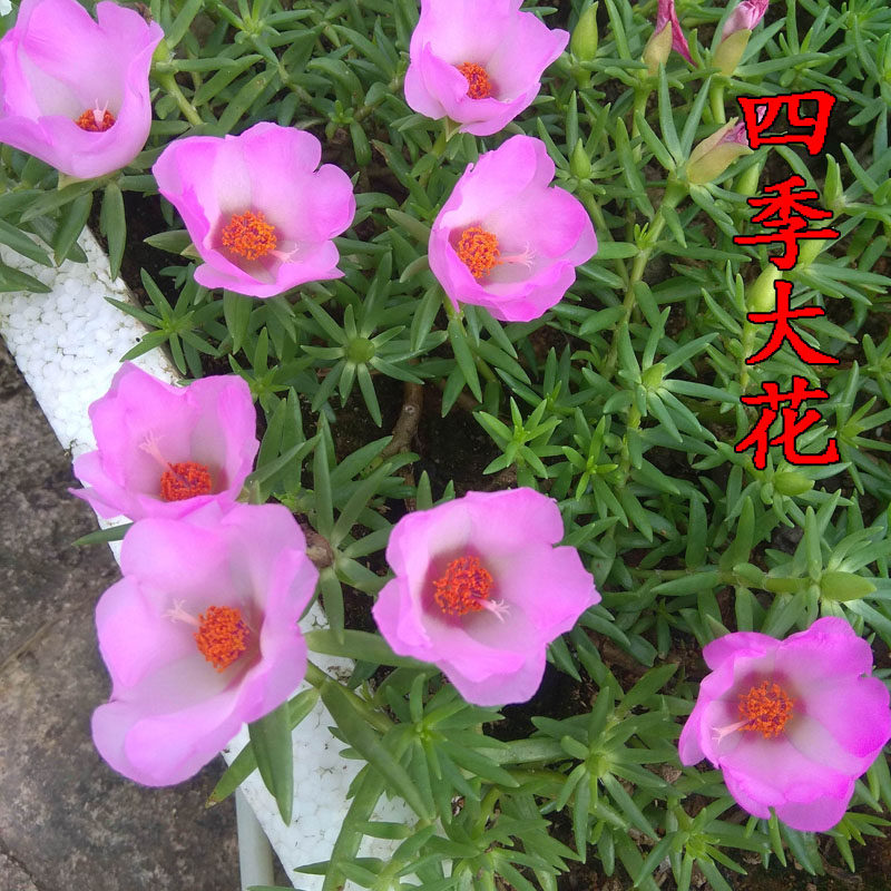 花卉盆栽四季死不了花_四季太阳花盆栽四季花卉宿根大花太阳花苗死不